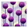 Purple Aliums