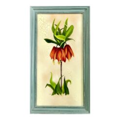 Fritillaria Imperialis