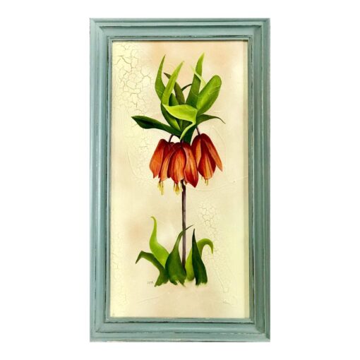 Fritillaria Imperialis