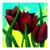 Three Tulips