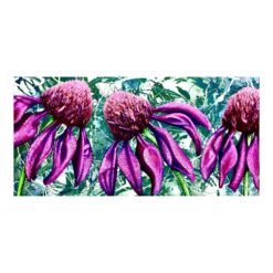 Echinacea