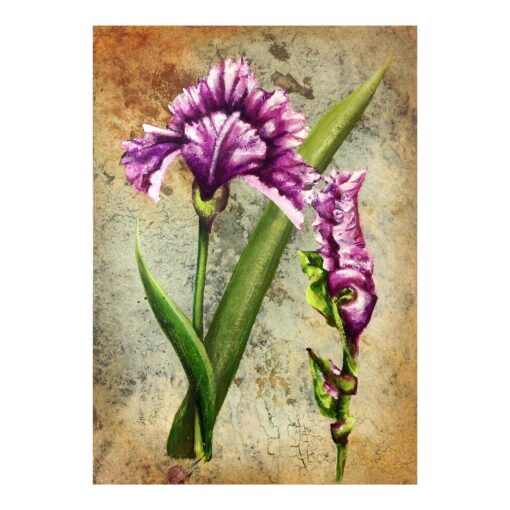 Irises