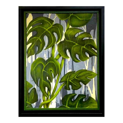 Cheeseplant